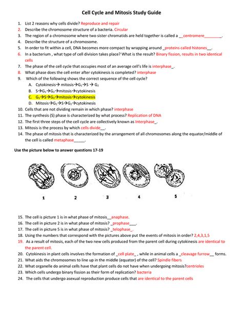 Study guide with answer key for mitosis. - Haynes honda civic 1200 repair manual.