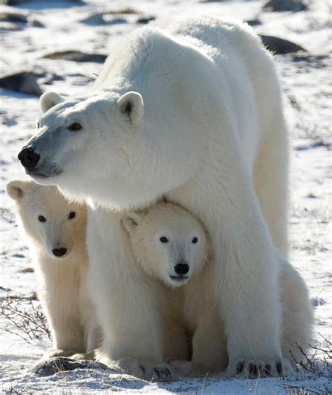 Study looks back centuries to peer into the future for polar bears