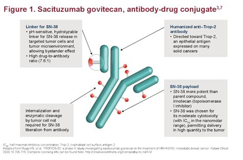 Study of Sacituzumab Govitecan in Participants With Urothelial …