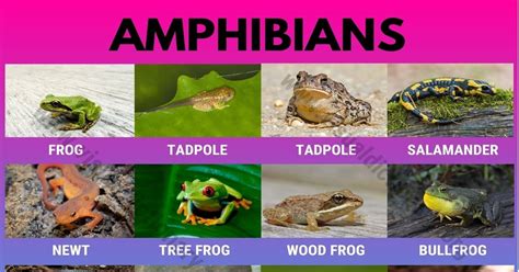 Study of amphibians. Things To Know About Study of amphibians. 