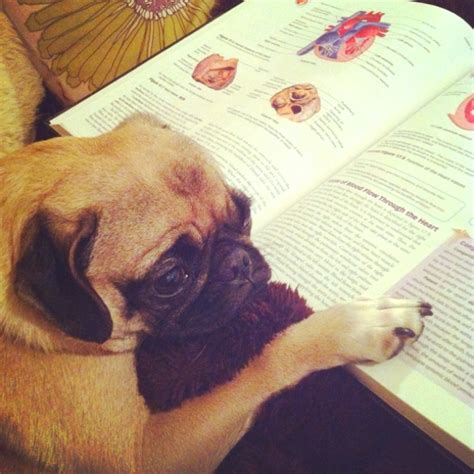 Study pug. 