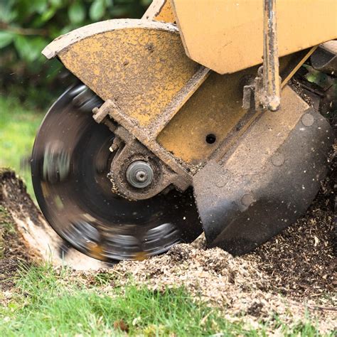 Stump removal. Things To Know About Stump removal. 