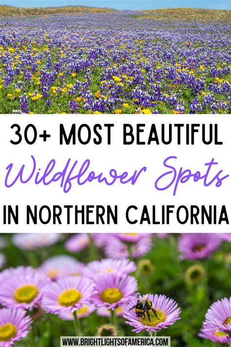 Stunning Spots for Northern California Wildflowers