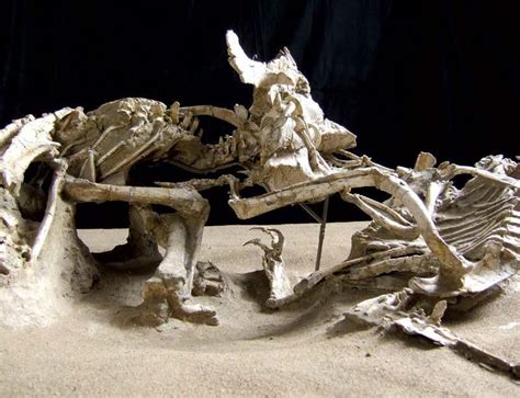 Stunning fossils: Dinosaur death match New Scientist