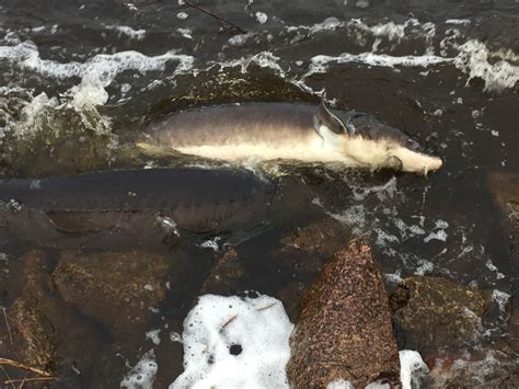 Sturgeon cam shawano. One Look and You’re Hooked! WOLF RIVER CAM. Shiocton 1. Shiocton 2. New London. Nest Box Cam. Contact. Facebook. Bamboo Bend. 