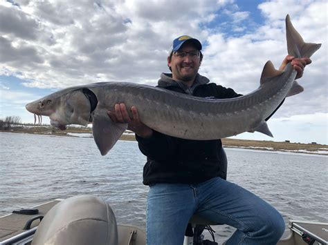 Sturgeon fishing. These 7 ways to cook sturgeon will work great for even beginning cooks. 1. Baking. Baking is the first step in any meat recipe. Sturgeon meat tastes better when it is slow-cooked and baked for a longer period. Start by preheating the oven to 350 °F. 