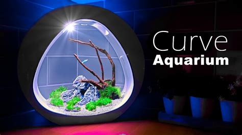 Stylish 3.5 Gallon - Nano Curve Aquarium Setup - YouTube