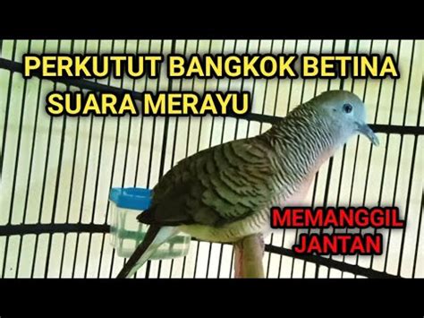 Suara perkutut bangkok betina ampuh untuk