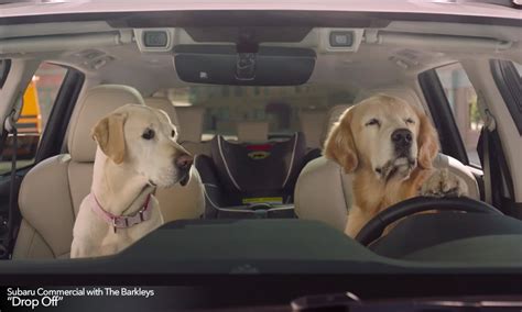 Subaru outback commercial with dogs. .  <a href=https://pictstore.ru/hs3dtnr/index.php...