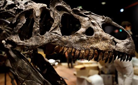 Subastan gigantesco esqueleto de un tiranosaurio rex en millones de dólares