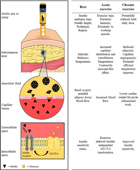 Subcutaneous absorption of insulin in insulin-dependent