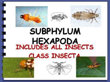 Subphylum: Hexapoda - austincc.edu