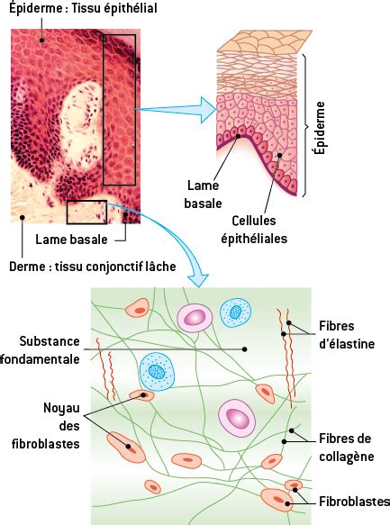 Substance fondamentale continue du tissu conjonctif lache. - Fox float evolution rl 29 manual.