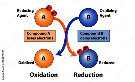 Similarly, when a substance gains electrons, it is reduced. By gaining electrons, it is causing some other substance to give up those electrons. Therefore, by undergoing reduction, the substance is causing another substance to be oxidized and is called an oxidizing agent. Again, the substance undergoing reduction and the oxidizing agent are the .... 