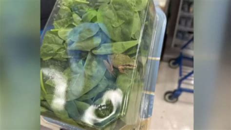 Suburban Detroit woman says she found a live frog in a spinach container