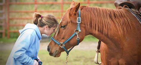 Suburban organization's equine therapy making a difference to many
