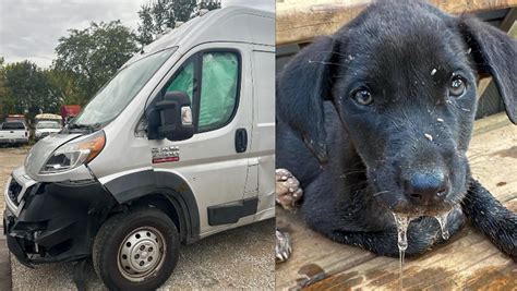 Suburban rescue in 'dire' need of new van to save animals from being euthanized