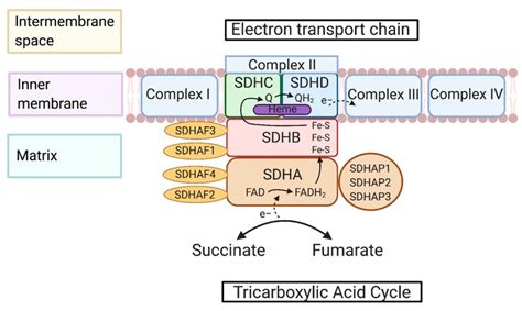 Succinate Dehydrogenase (SDH) SpringerLink