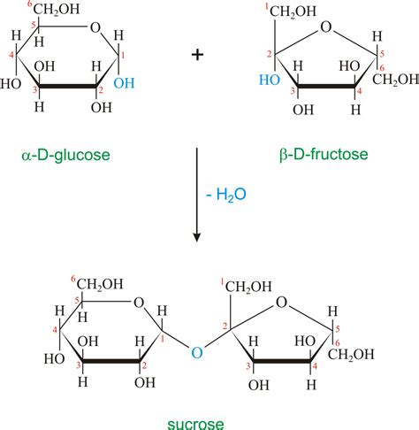 Sucrose is formed quizlet. a. a sugar alcohol. b. absorbed and metabolized more slowly than glucose and other sugars. c. used in candies and gums. d. all of the above. d. all of the above. The sugar alcohol commonly used to sweeten chewing gum and candy is ____. a. corn syrup. b. dextrin. c. invert sugar. 