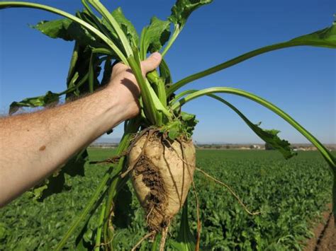 Sugar Beet Days - Coming soon! September 18-19 in downtown.