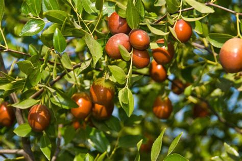 Sugar Cane Jujube Trees - Louie