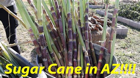 Sugar Cane Phoenix, AZ 85003 - Last Updated February …