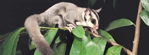 Sugar Glider - Backyard Buddies