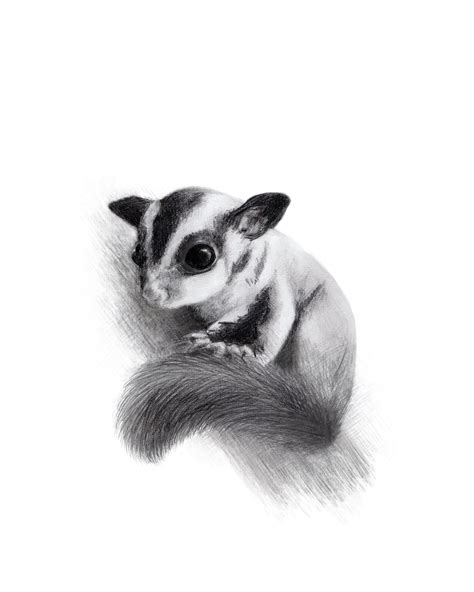 Sugar Gliders Art - Etsy