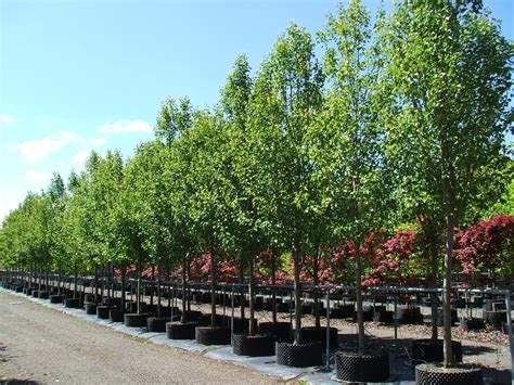 Sugar Tree Nursery Co Company Profile Hulbert, OK