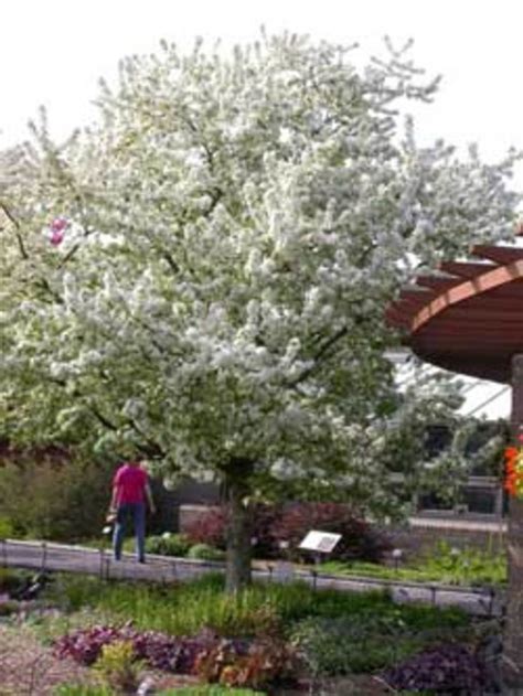 Sugar Tyme: a Beautiful Flowering Crabapple Tree - Horticulture