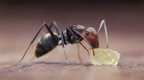 Sugar ants in house. Habitat. Also known as the banded sugar ant, sugar ants prefer to live and forage for food in suburban areas. They like warm and humid climates. In the wild, they typically dwell in … 
