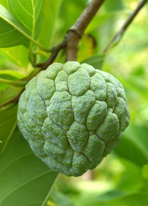 The pulp is creamy white, tender and delicate, and tastes like custard. Sugar-apple fruit is usually eaten fresh or used as an ingredient for cakes, beverages, and shakes. It has a high carbohydrate and protein content and is rich in vitamin C, vitamin B, calcium, potassium, iron, magnesium, and phosphorus but is high in calories.. 