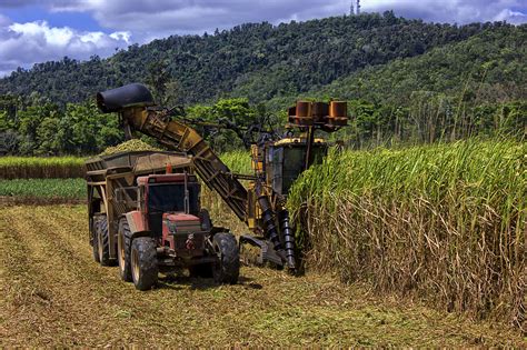 Sugar cane farm. Things To Know About Sugar cane farm. 