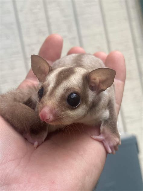 Welcome to Colorado Sugar Gliders. We are family owned breeders specializing in high quality, beautifully colored, socialized sugar gliders. Check out Www.coloradosugargliders.com for.... 