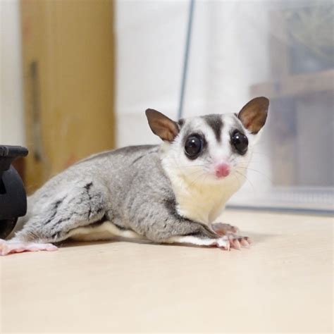 Why buy a Sugar Glider for sale when you can adopt? Use Search Saver. We will e-mail you when we find a Sugar Glider in your area for adoption. ... Florida Miami, Tampa, Orlando, Gainesville, Tallahassee, Pensacola, Fort Lauderdale, Daytona Beach, Jacksonville, Broward County, Miami Dade County, Sarasota, Bradenton, St. Petersburg, Clearwater, .... 