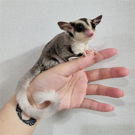 At The Pet Glider, we have everything you need to own and take care of your very own sugar glider! Toys, food, enrichment items, and anything else you may need. Check us out! 713 - 446 - 4415 | FREE SHIPPING ON DOMESTIC ORDERS $100+ | WE NO LONGER BREED SUGAR GLIDERS.. 