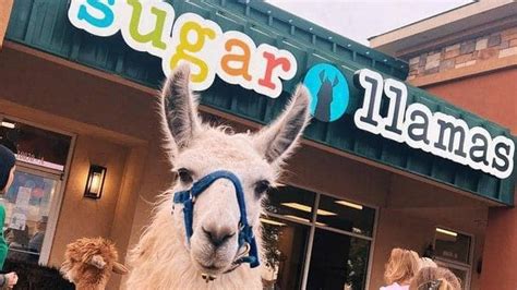 Sugar llamas wichita ks. The Sugar Llamas chain was founded by Dallas and Robyn Jones, who also started the self-serve frozen yogurt chain CherryBerry in 2010. (Wichita had a CherryBerry at 737 N. Maize Road from 2011 ... 