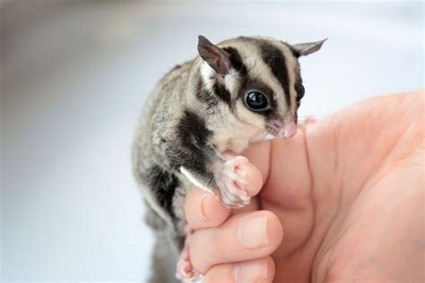 Sugar_Glider69 Onlyfans Leak [SEX VIDEO] 💋 70 Vids