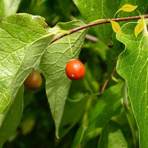 Sugarberry fruit. Introducing Celtis laevigata, a stunning medium-sized tree native to North America with common names including Sugarberry, Southern Hackberry, ... 