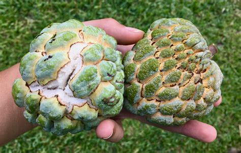The sugar-apple, sweetsop, or custard apple is the fruit of Annona squamosa, the most widely grown species of Annona and a native of the tropical Americas .... 