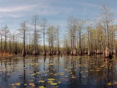 Suggs Mill Pond Game Land - Take a Hike! - Google …