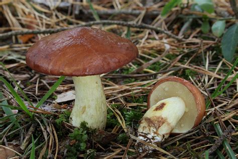 Suillus granulatus: The Ultimate Mushroom Guide