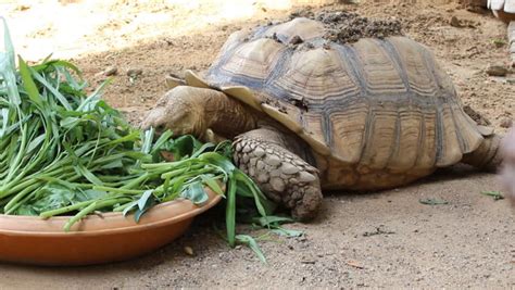 Sulcata tortoise diet. Sulcata tortoise Diet: African Spurred tortoises are herbivorous, grazing tortoises and need a high fiber, low protein diet. At least 75% of their diet should be given as grasses and hays, along with some edible weeds and flowers. Small amounts of other leafy green vegetables are okay, but avoid foods high in oxalates. ... 