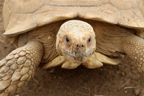 Sulcata tortoise pet owners guide the captive care of sulcata tortoises sulcata tortoise care behavior enclosures. - Corpo causal e o ego, o.