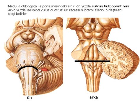 Sulcus bulbopontinus
