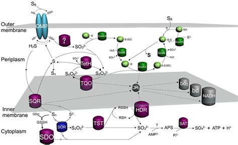 Sulfur Oxidation in the Acidophilic Autotrophic Acidithiobacillus spp.