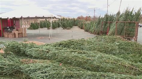 Sullivan Farms Christmas Trees gears up high demand