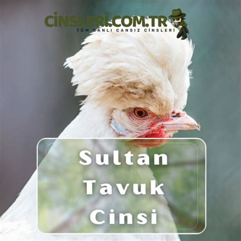 Sultan (tavuk) Vikipedi.