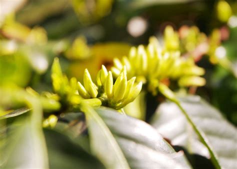 Sumatra Arabica Coffee Producer