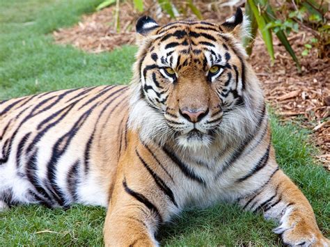 Sumatran tiger, facts and photos - National …